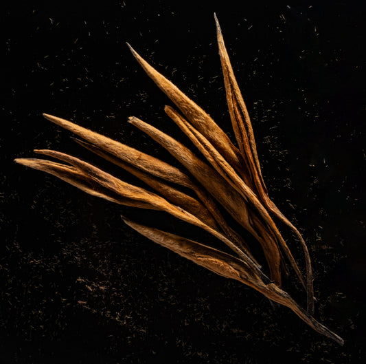 BLACK TEA: GOLDEN NEEDLES, Da jin Zhen, Chinese red, 2023